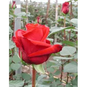 Роза "Grand prix"